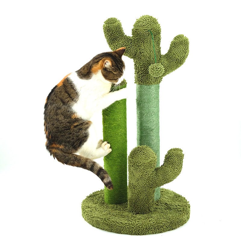 Cats Scratching Kitten Climbing Cactus Tree